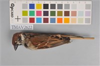 藏品(麻雀)的圖片